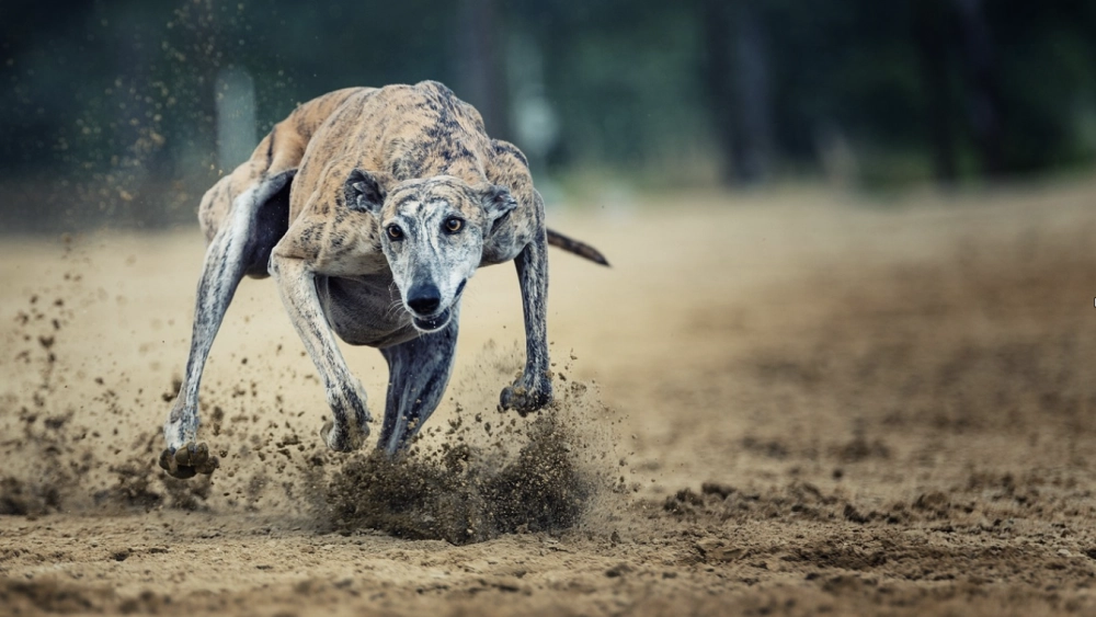 Clausuraron circuito clandestino de apuestas con galgos en sectores rurales