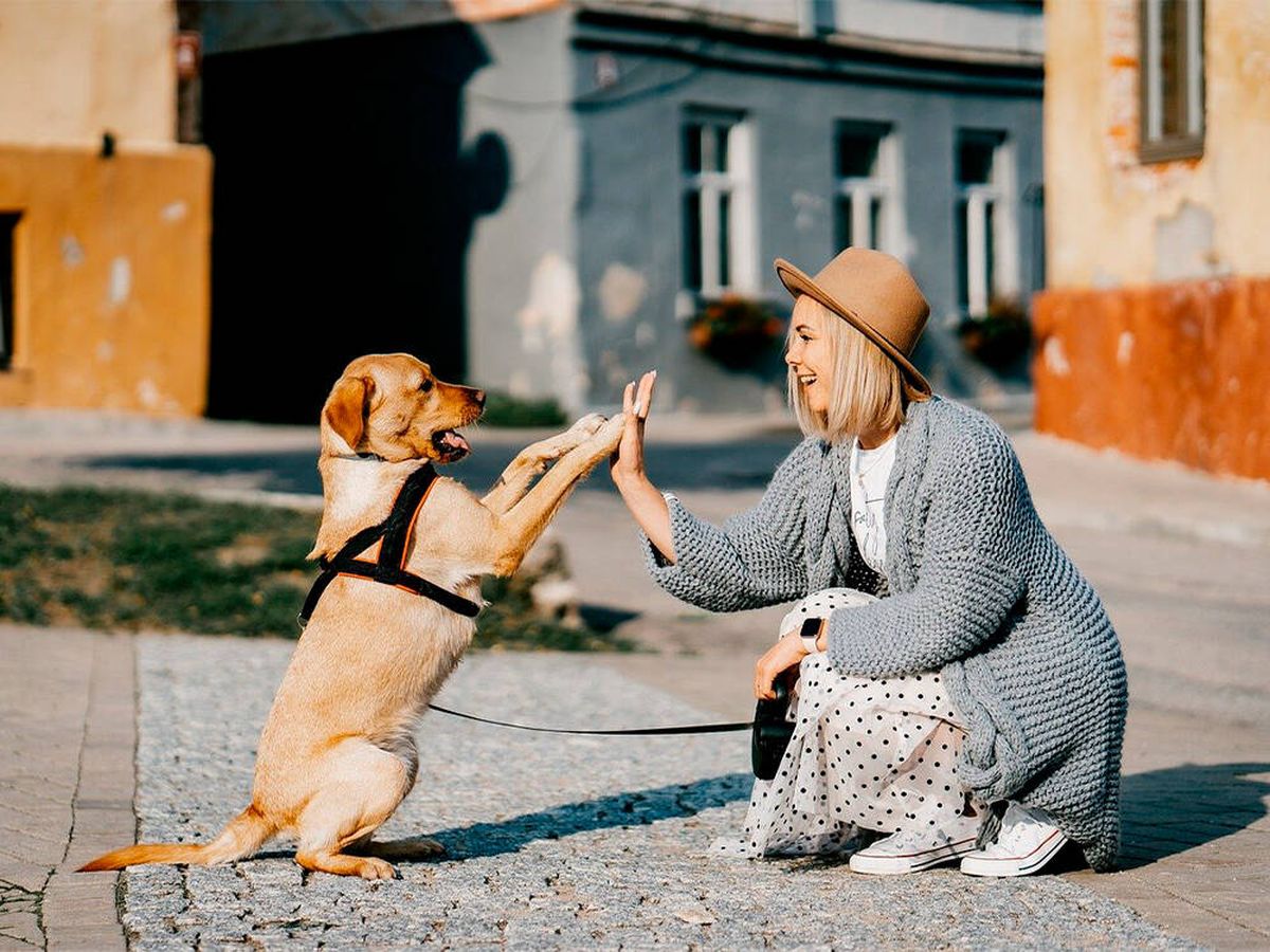 Los perros comprenden el “sí” y el “no” solo a través de los sonidos humanos