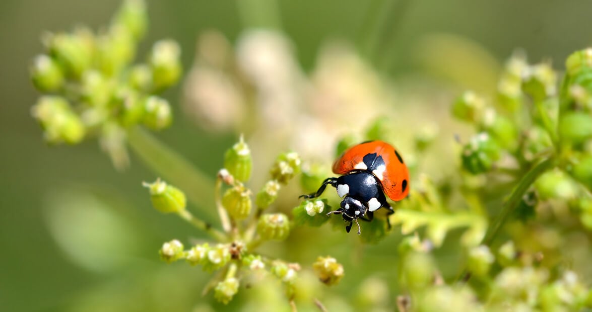 Cinco recetas de cocina y huerta que el INTA avala para espantar plagas del jardín sin química