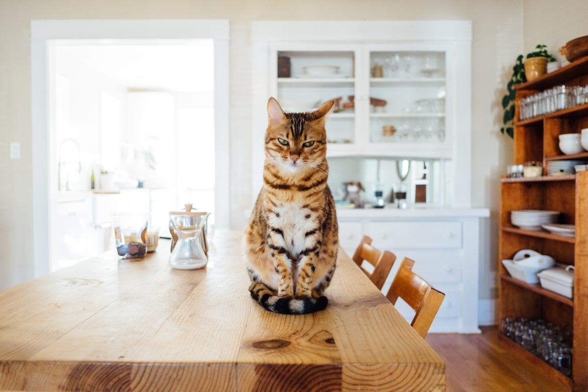 Qué dice la psicología sobre las personas amantes de los gatos