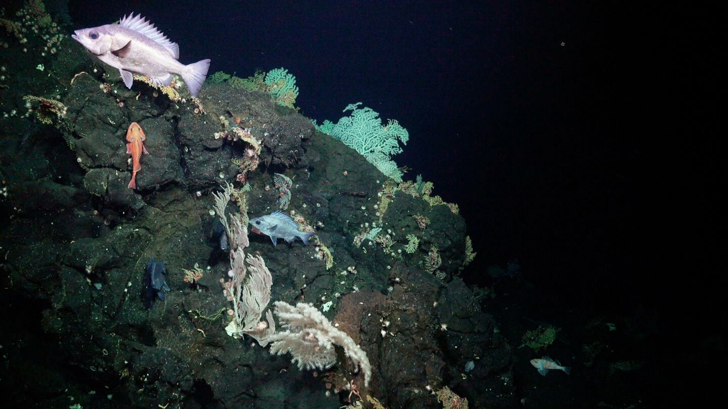 Dónde está la impresionante cordillera submarina que acaba de ser descubierta con picos de más de 3.000 metros