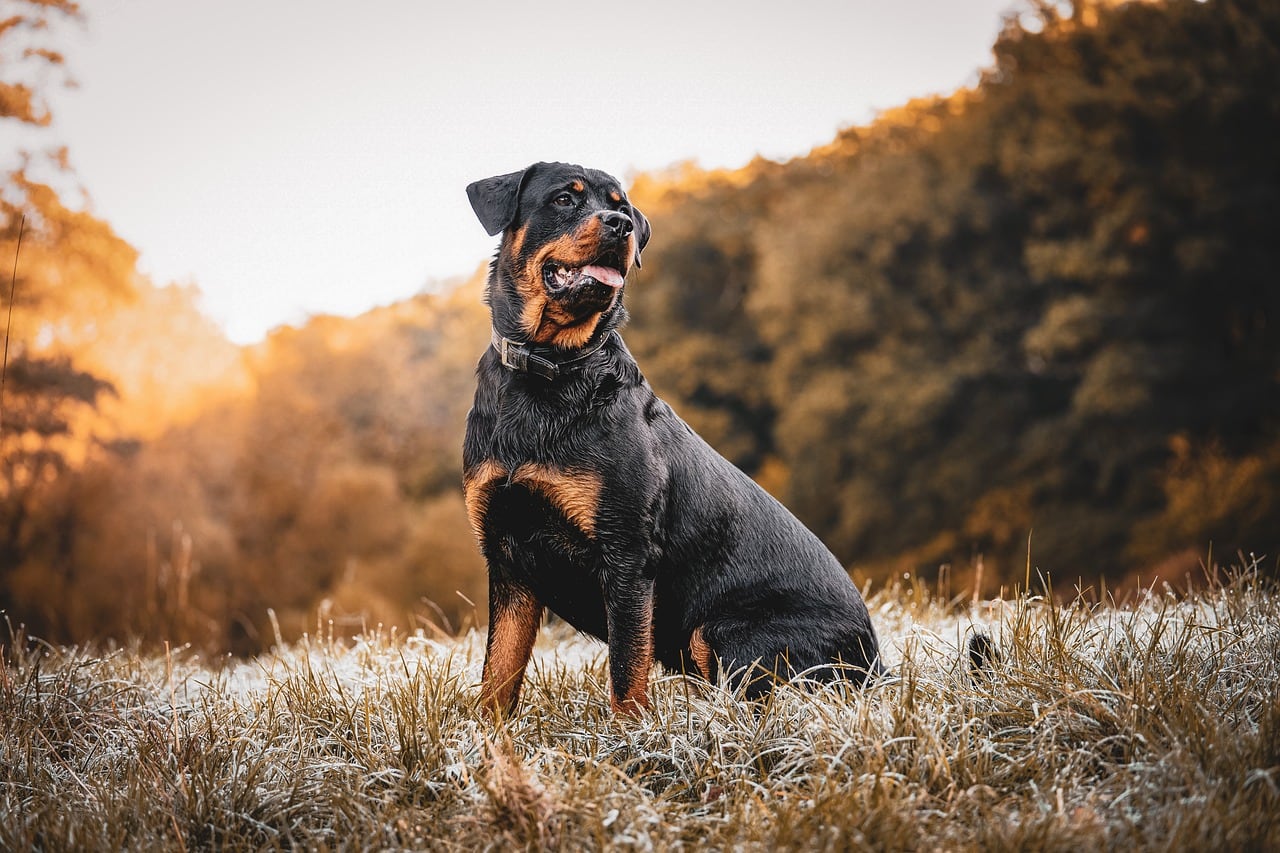 Fusiló al rottweiler de su vecino y ahora lo investigan por crueldad animal