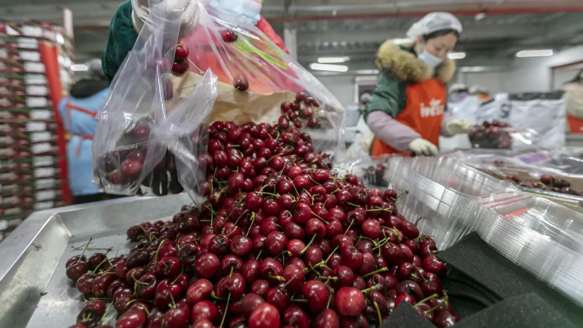 Argentina: ¿Por qué están creciendo las importaciones de cerezas ?
