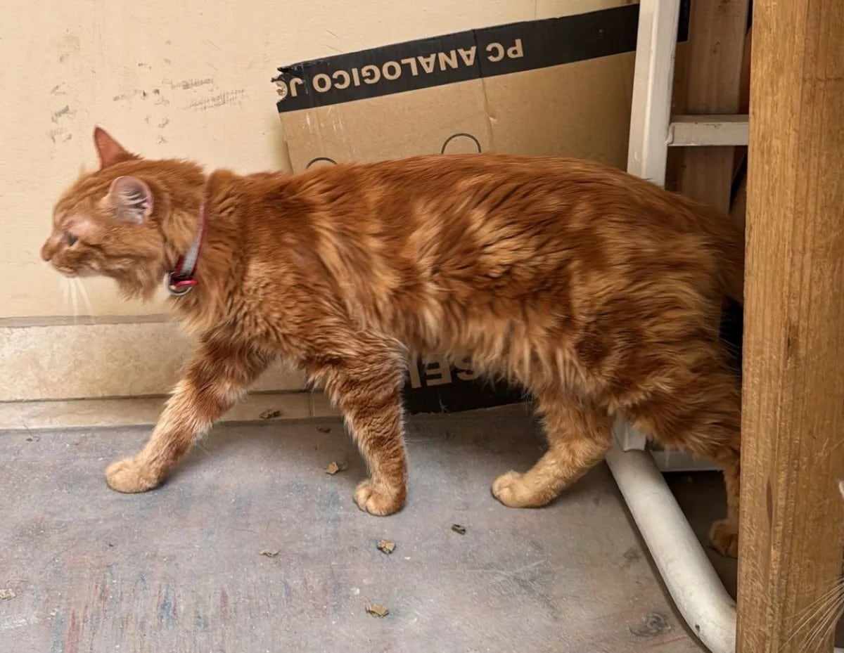 Indignante: Abandonó a su gatito en la terminal de Roca para poder seguir viaje sola