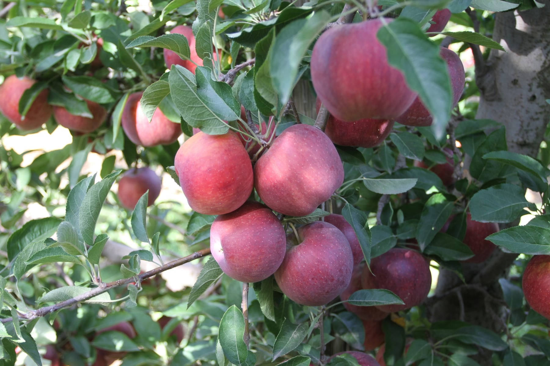 Sturzenegger anuncia cambios en la fruticultura: qué implica la desregulación