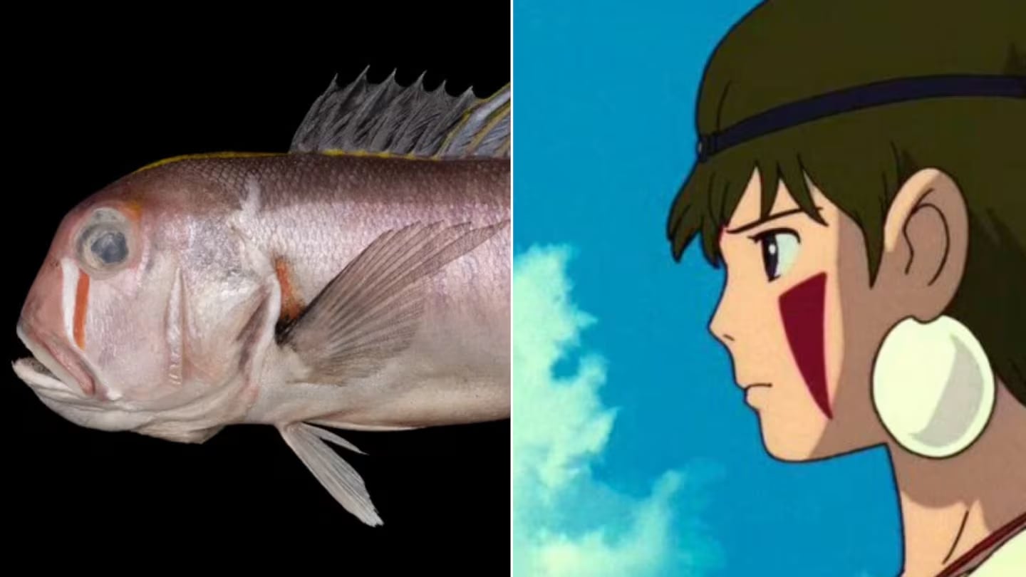 Científicos descubrieron un nuevo pez y lo nombraron como un querido personaje del animé