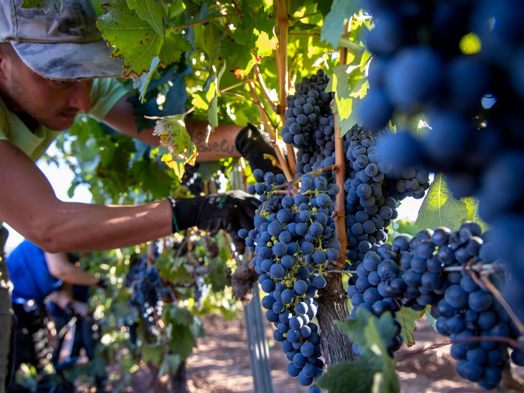 Uva para mosto: Mendoza y San Juan acordaron otorgar créditos para financiar la cosecha y el acarreo
