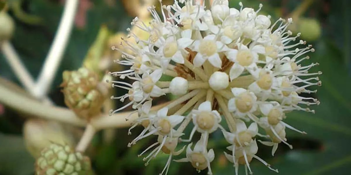 La planta de rápido crecimiento que decora el jardín con sus flores blancas y delicadas