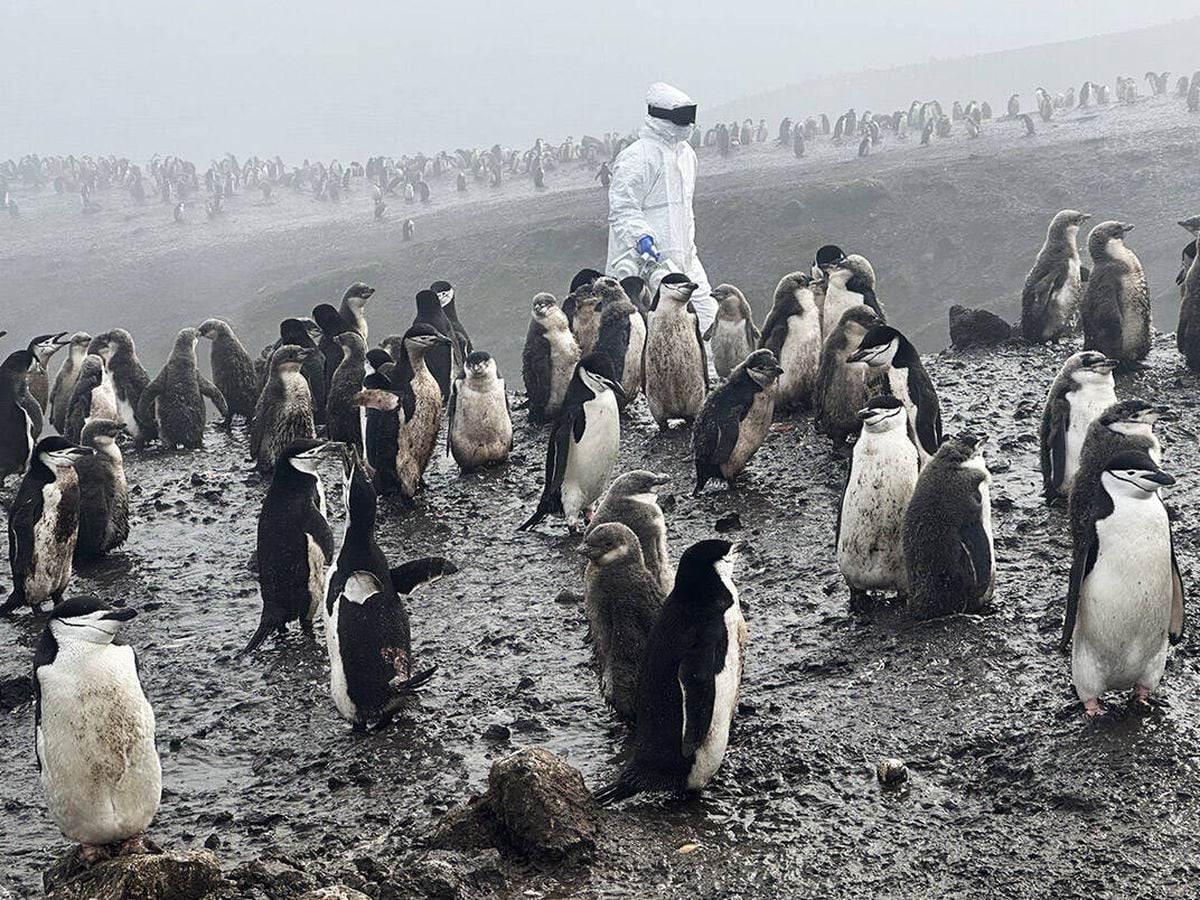 La gripe aviar ya afectó a todas las especies animales de la Antártida