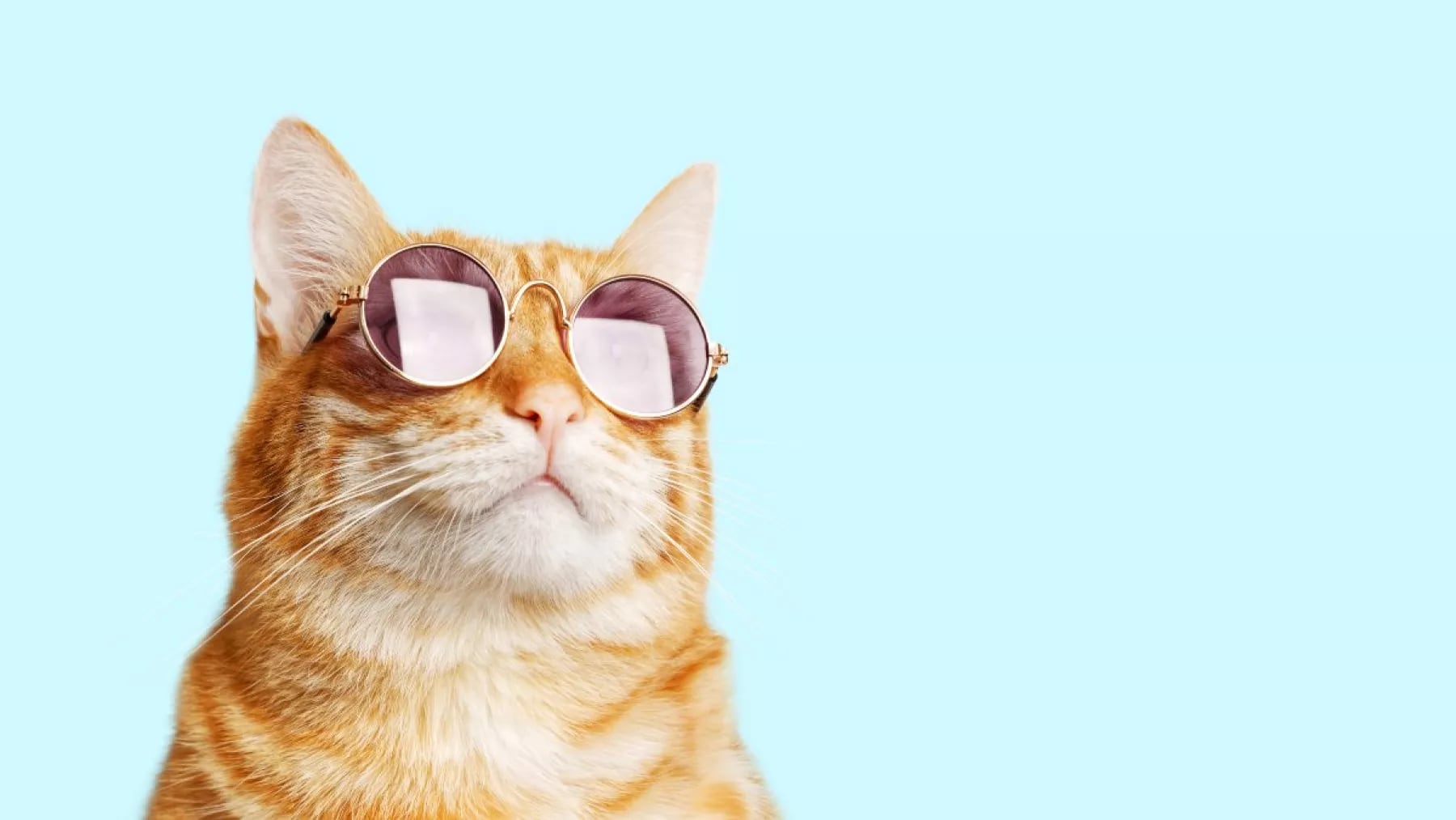 Día del Gato: por qué se conmemora hoy, 20 de febrero