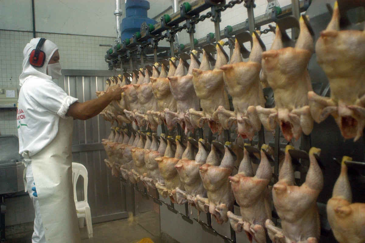 Buscan ampliar los mercados internacionales de la carne de pollo