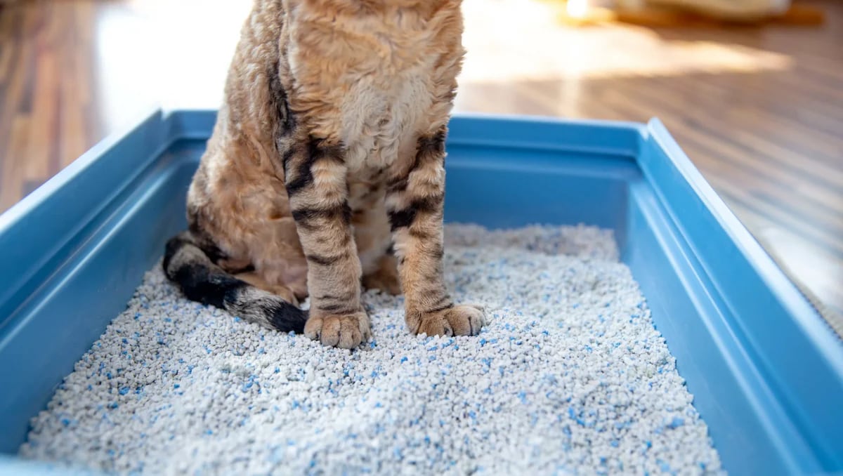 Erionita: el mineral cancerígeno que se encuentra en cultivos y arena para gatos