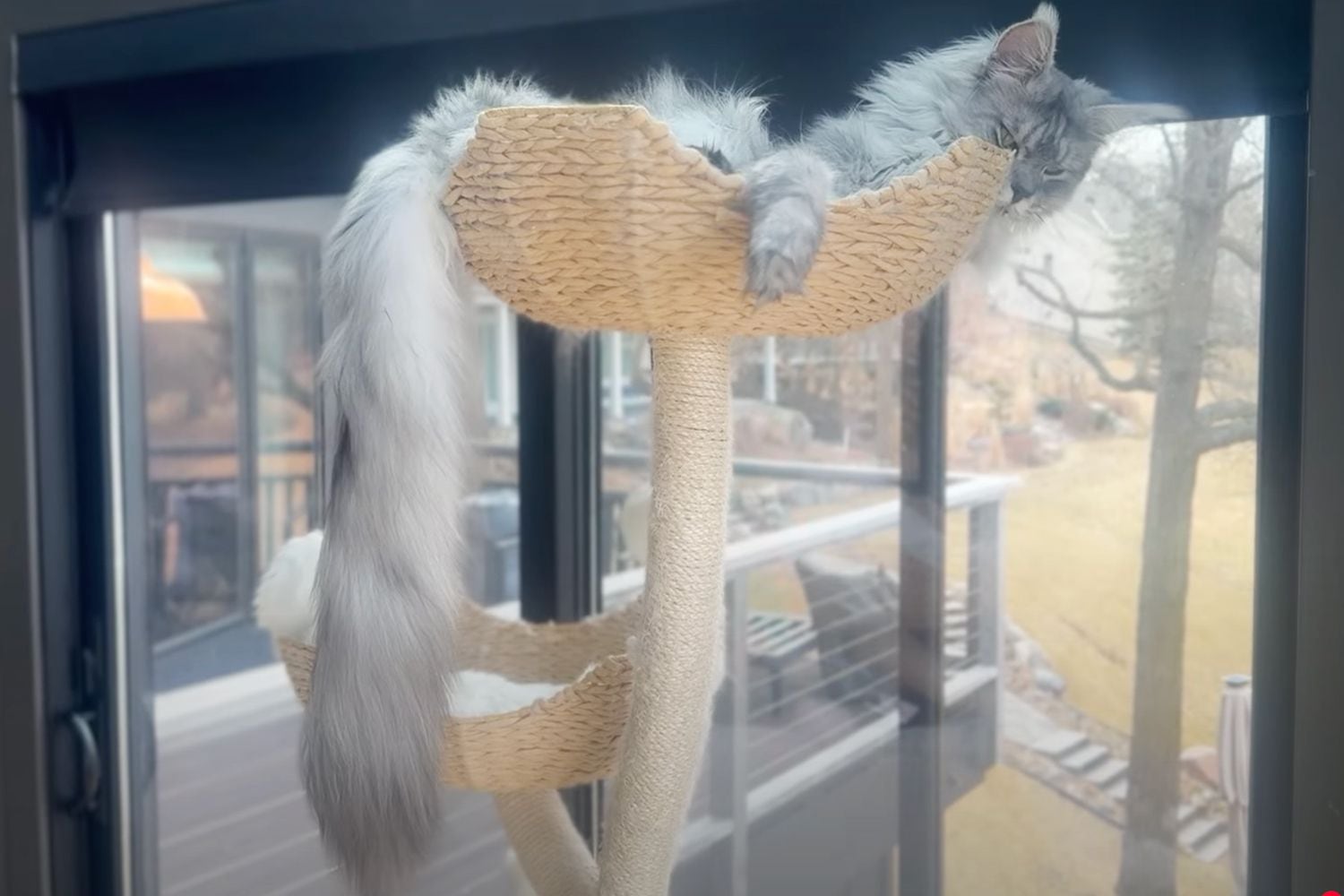 Insólito récord Guinness: un gato se destaca por su cola de 47 centímetros