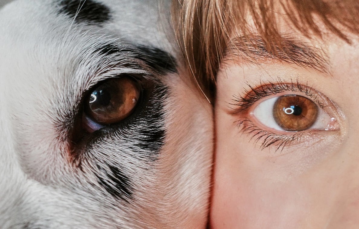 No todo es blanco y negro: cómo es la vista de los animales