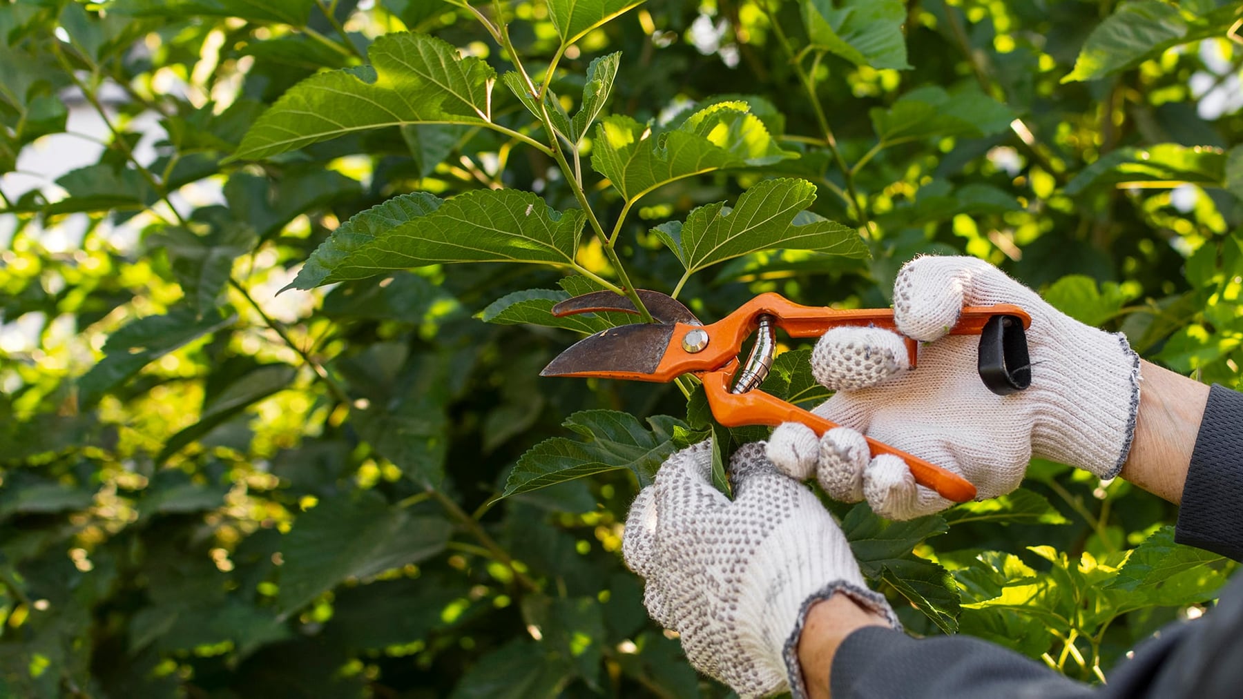 IA Japonesa: Innovación en el Cuidado de la Vegetación Urbana