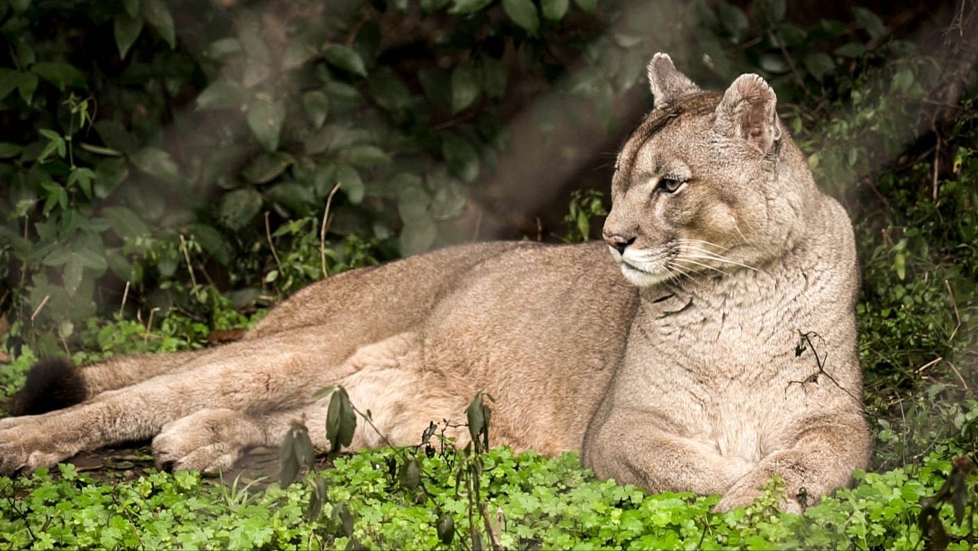 Golpeó hasta la muerte a un puma en Jujuy y recibirá una multa