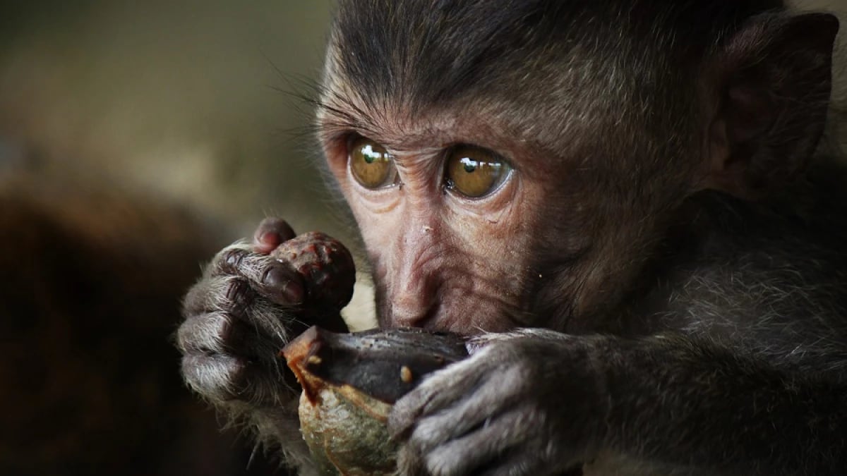 Estudian en chimpancés un posible origen de la atracción humana por el alcohol