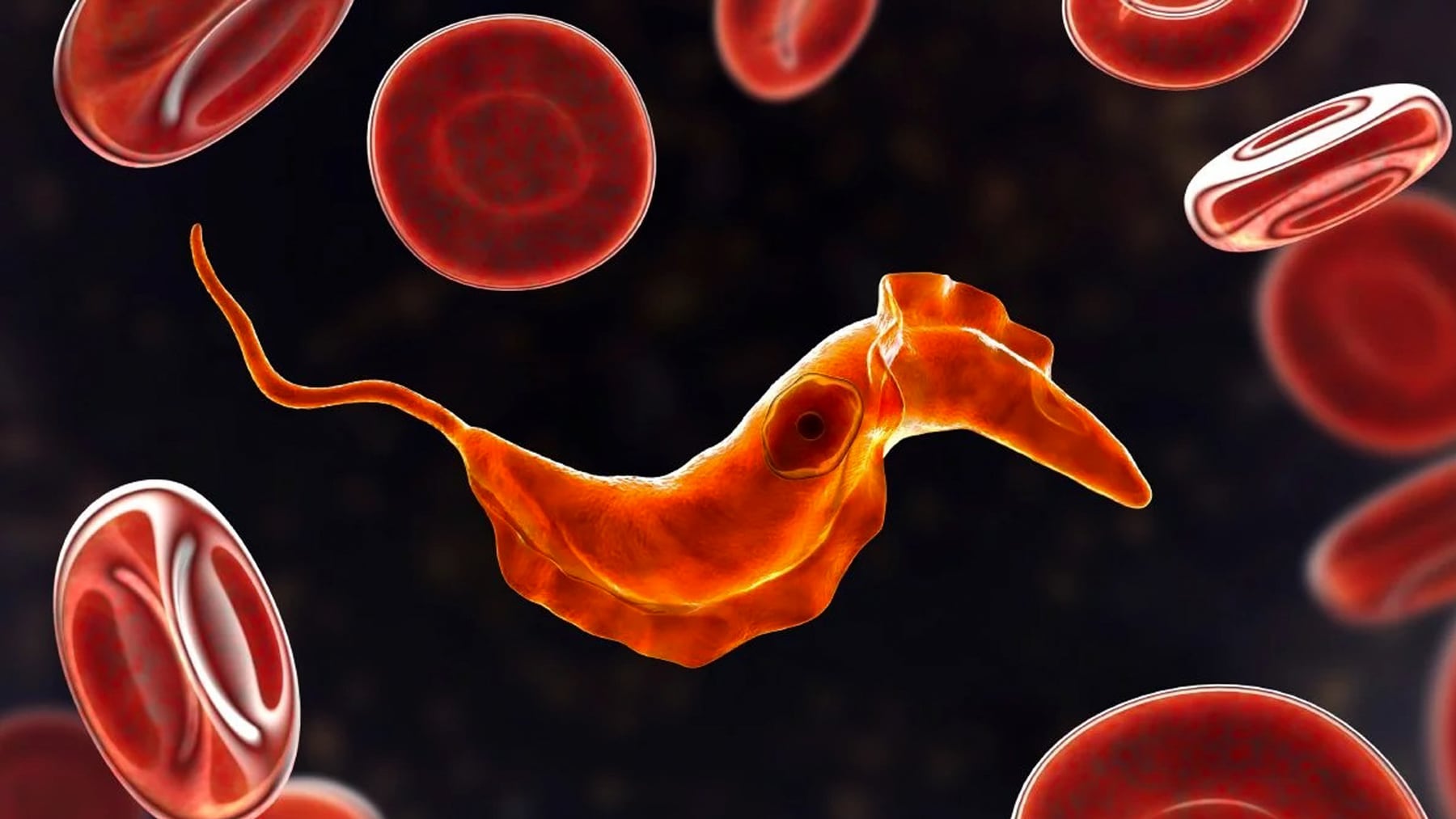 Un tratamiento contra el cáncer muestra potencial para tratar el Chagas en su fase crónica