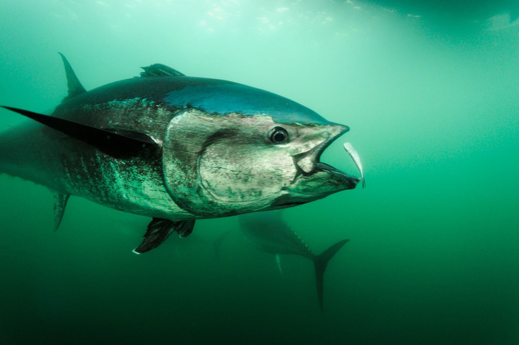 Día Mundial del Atún: la sobrepesca sigue siendo una amenaza para la especie