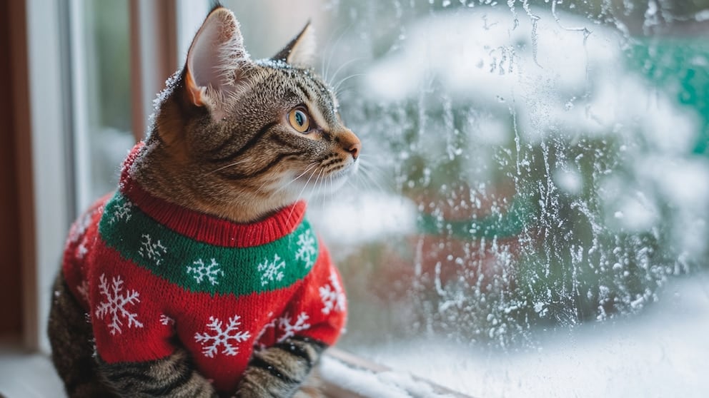 ¿Cómo Mantener a los Gatos Calientes Durante las Noches Frías? Opinan los Expertos