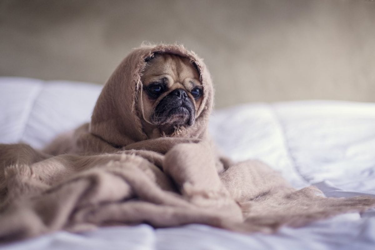 Qué le hace el frío a tu perro y cómo prevenir complicaciones