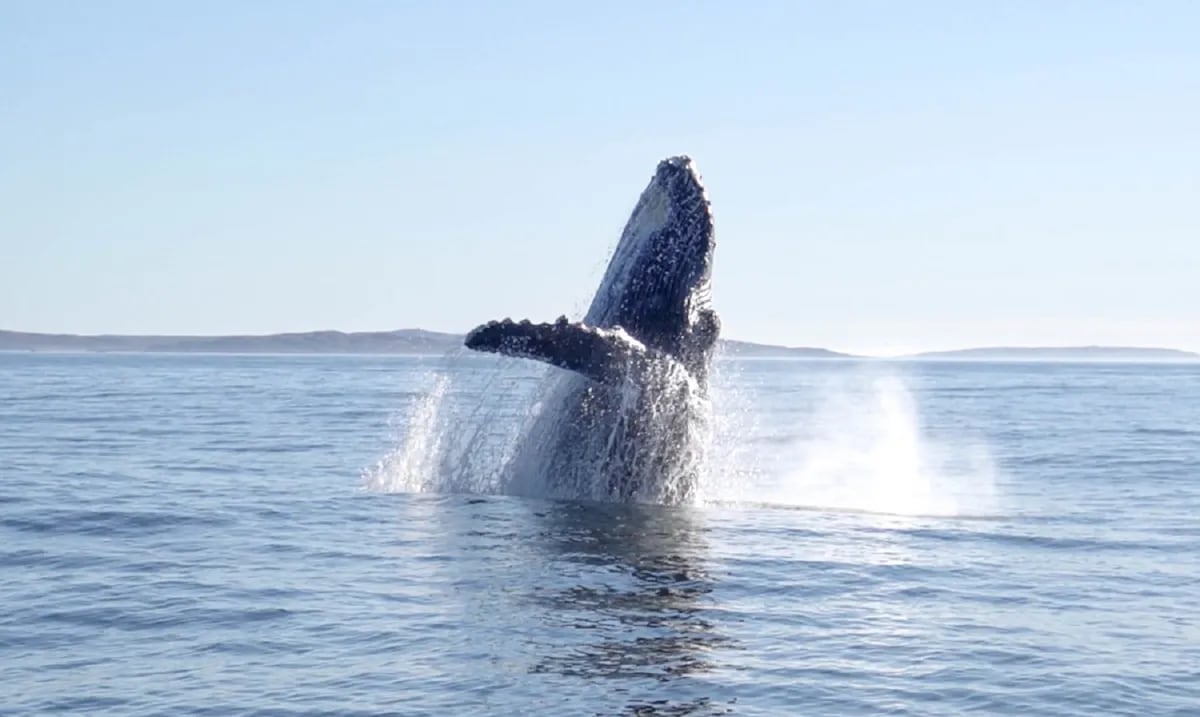 Chubut: Destino Clave para el Canto de las Ballenas Jorobadas