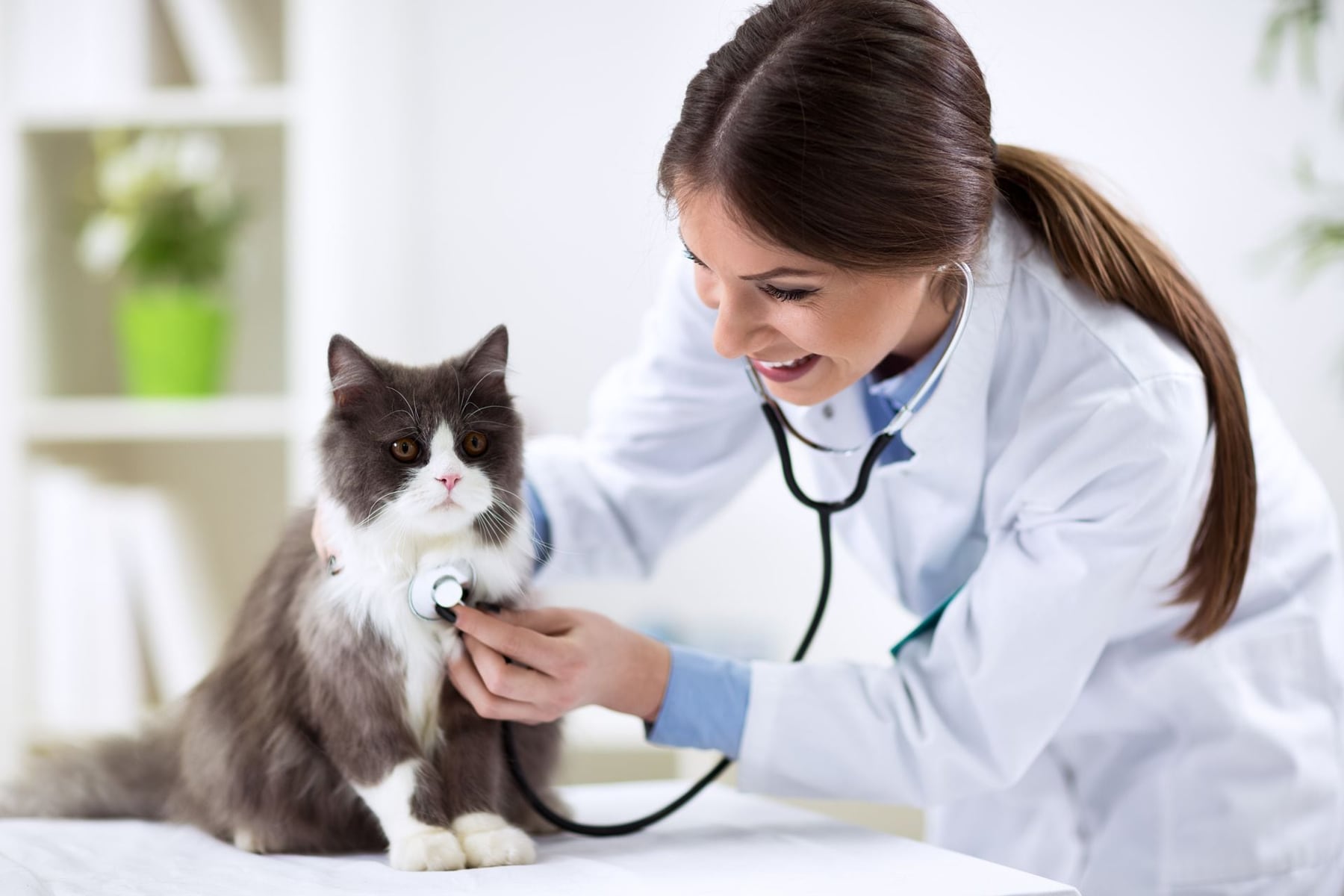 Día del Veterinario: protagonistas del bienestar y la prevención
