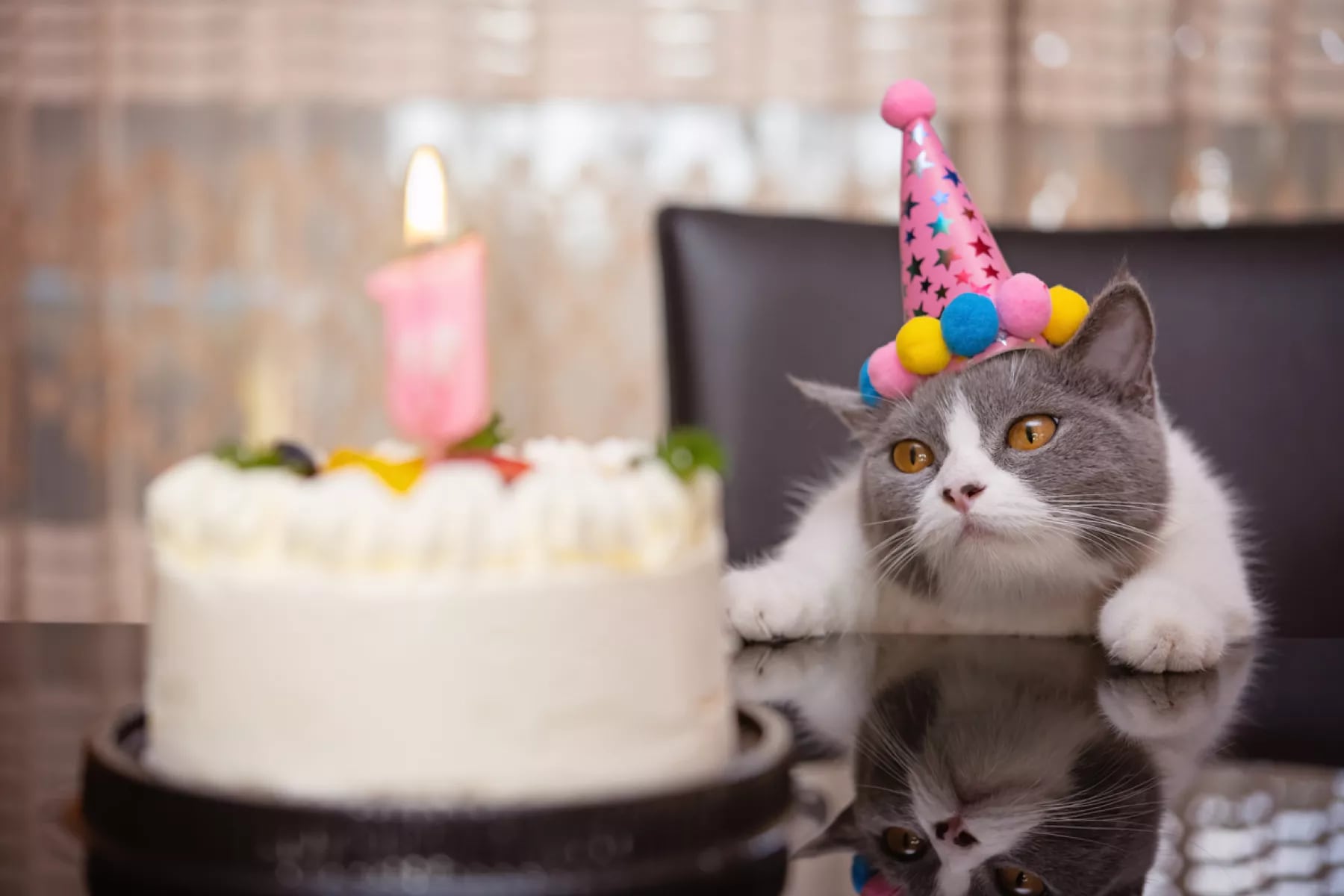 Por qué el 8 de agosto es el Día del Gato