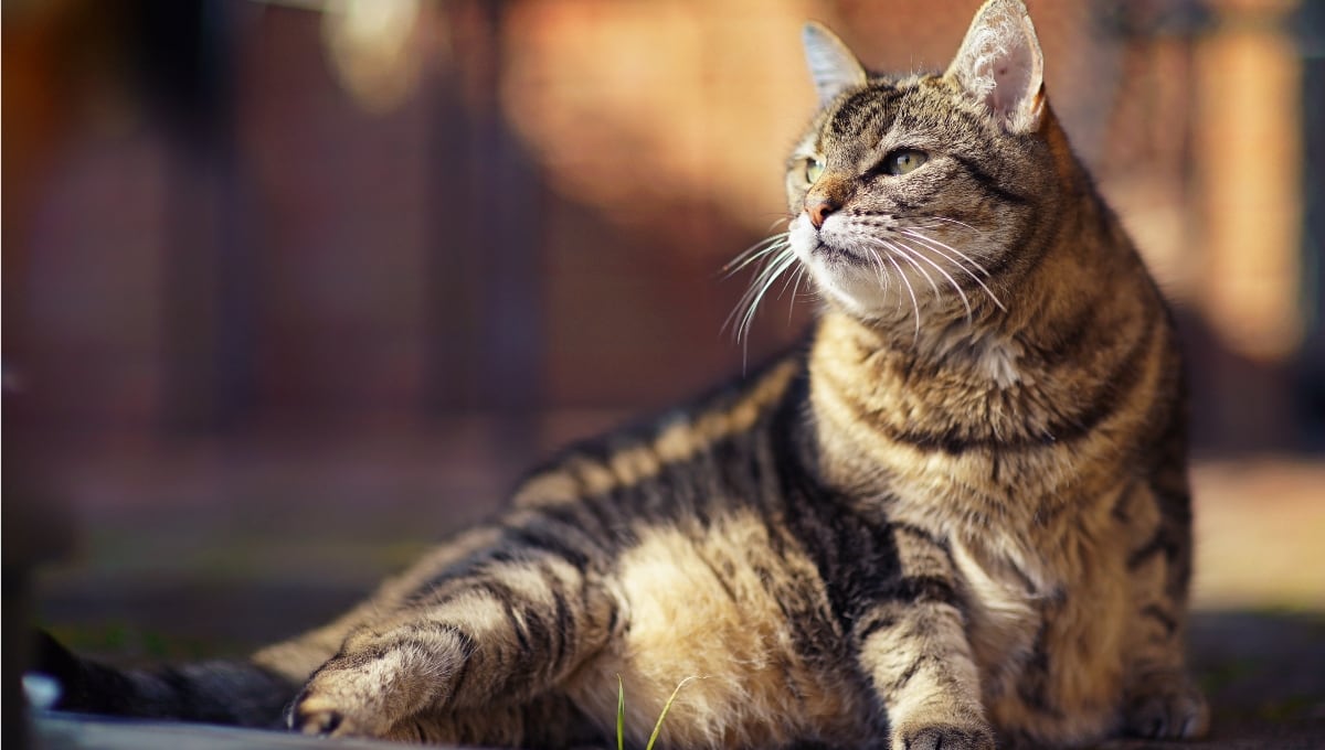 Detectan que los gatos pueden sufrir demencia similar a la humana