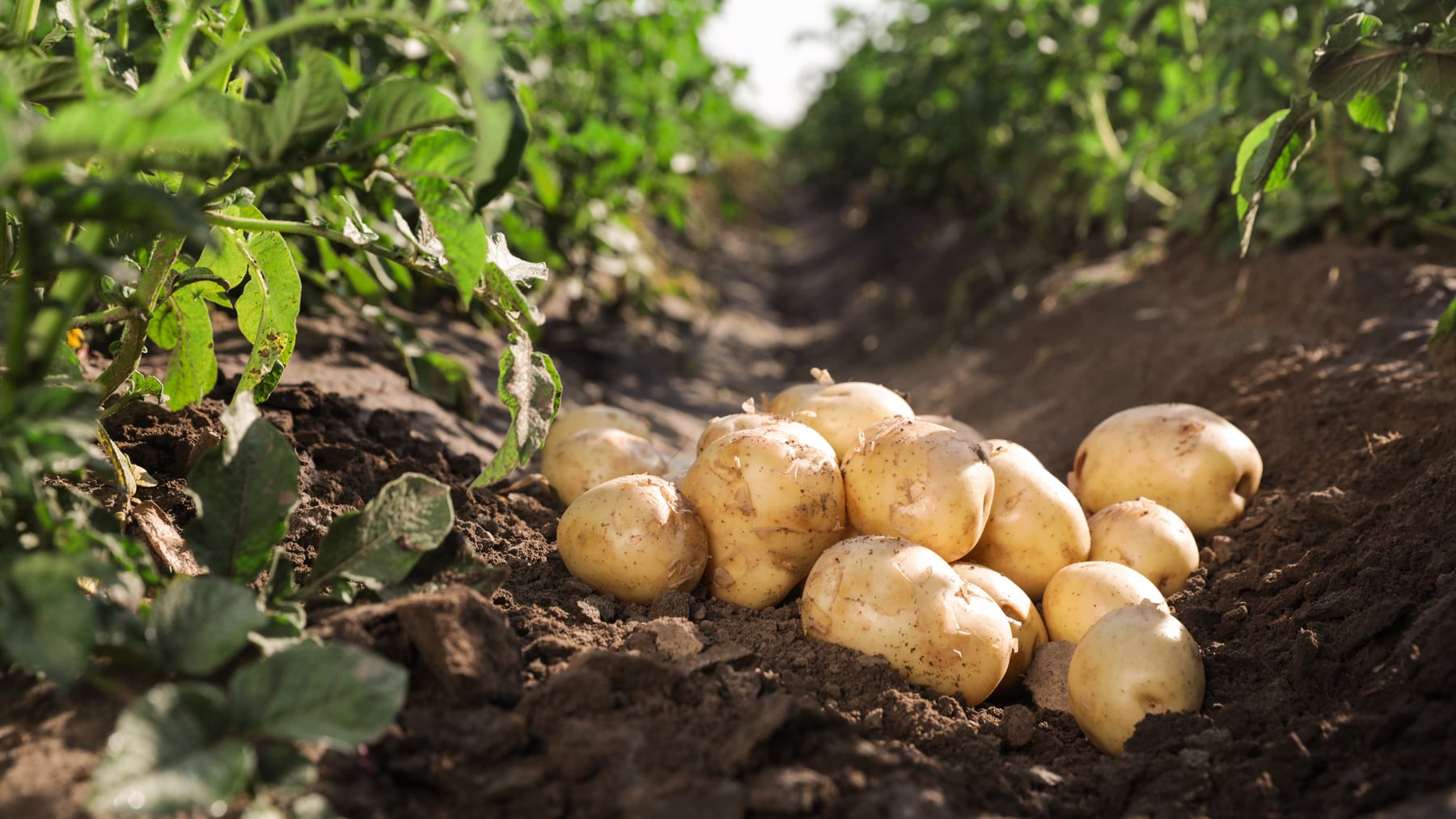 La nueva planta de Lamb Weston inicia producción y exportará a Brasil
