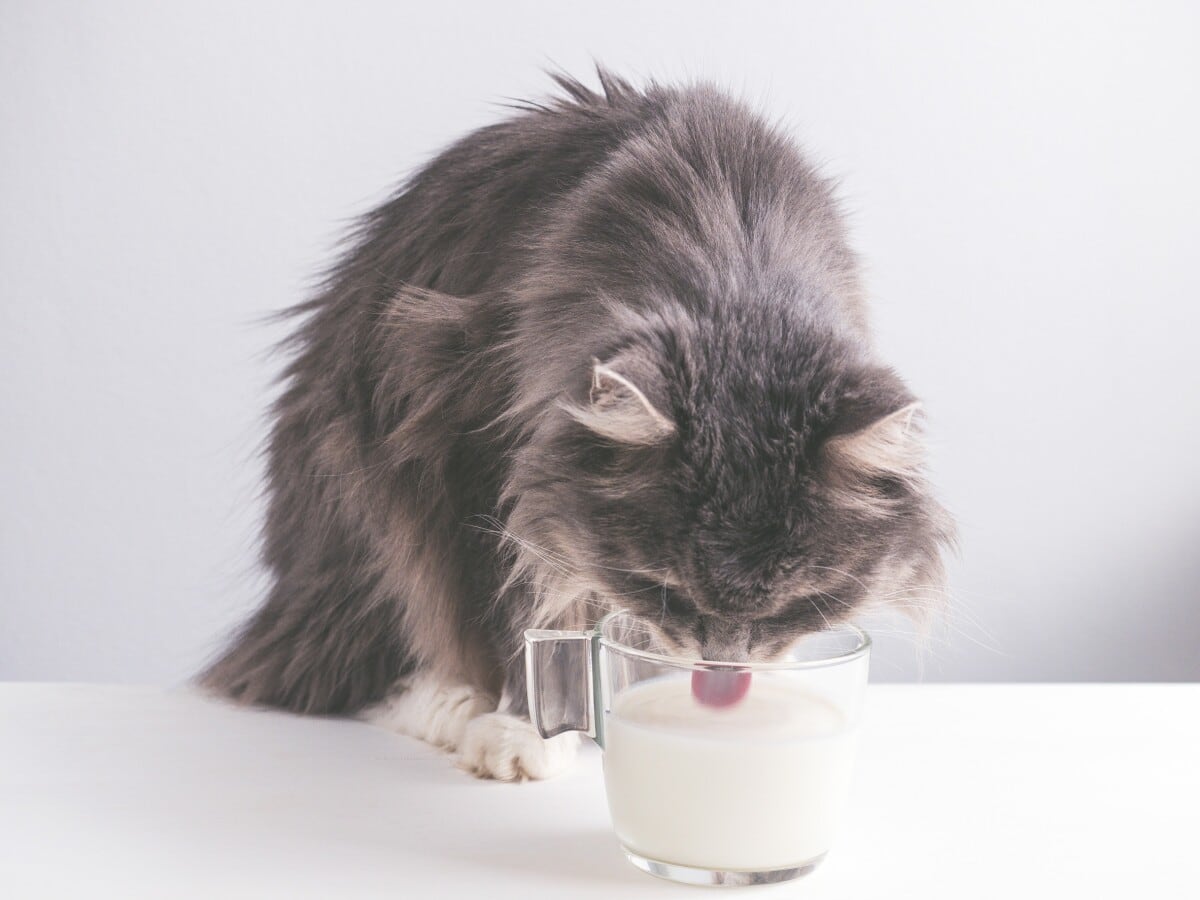 ¿Conviene que los gatos consuman lácteos? Esto es lo que dicen los veterinarios.