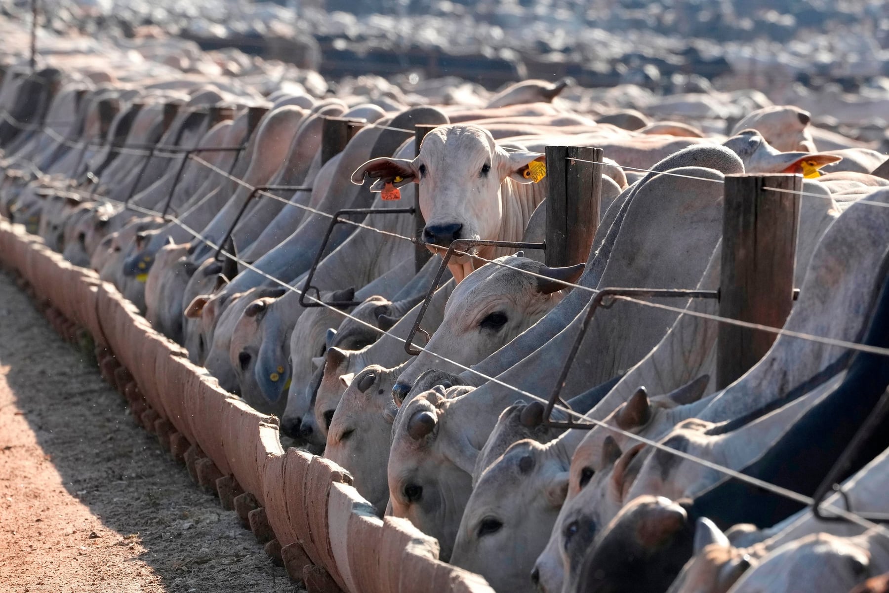 La UE endurece el pulso y deja afuera a la carne brasileña