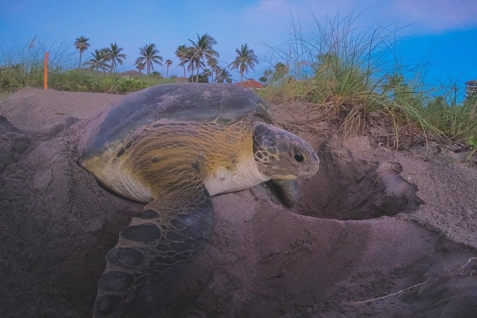 Tortuguero: canales, selva y tortugas en el Caribe de Costa Rica