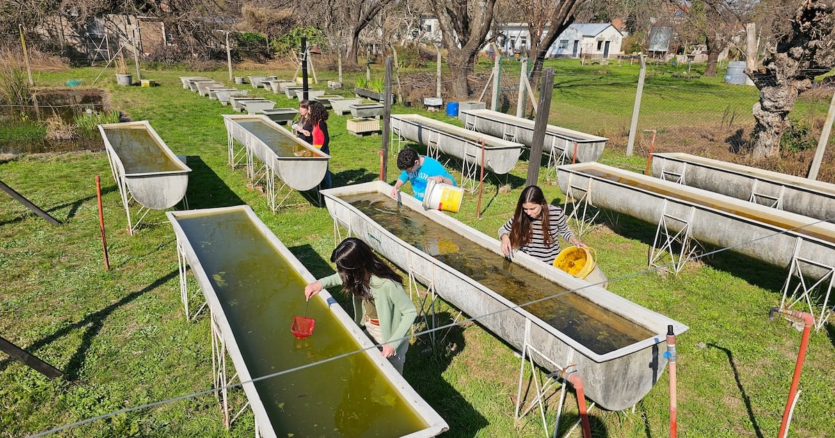 Peces nativos contra el dengue: la estrategia de la UBA que ya llegó a 20.000 hogares