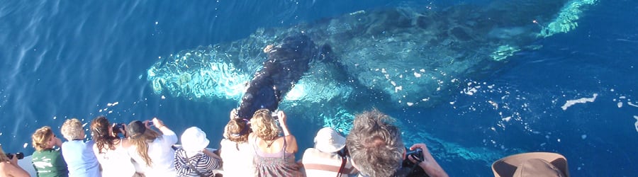Ballenas jorobadas en Brasil: cuándo y dónde verlas en invierno