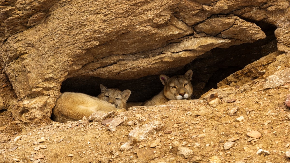 Safari de pumas en la estepa de Santa Cruz: cómo es la experiencia desde Perito Moreno