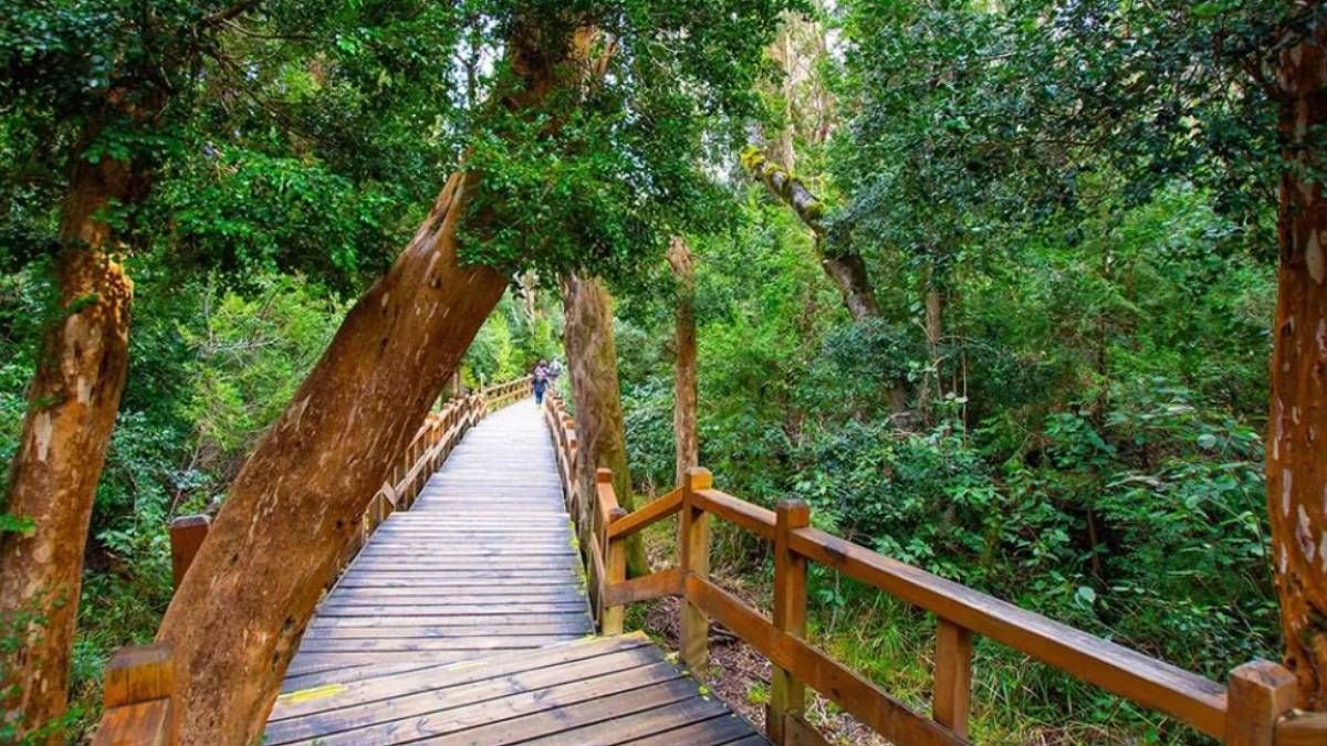 Bosque de Arrayanes en Villa La Angostura: cómo llegar y qué esperar