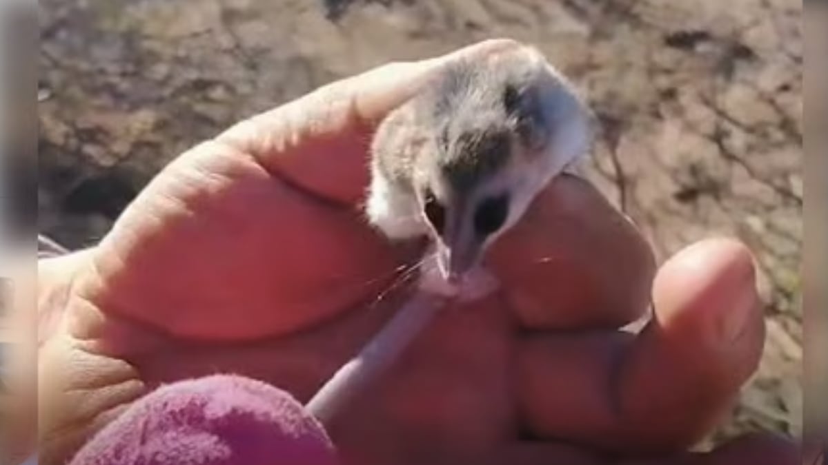 Qué hacer si encontrás fauna silvestre en tu casa: el caso de la comadreja enana en Neuquén