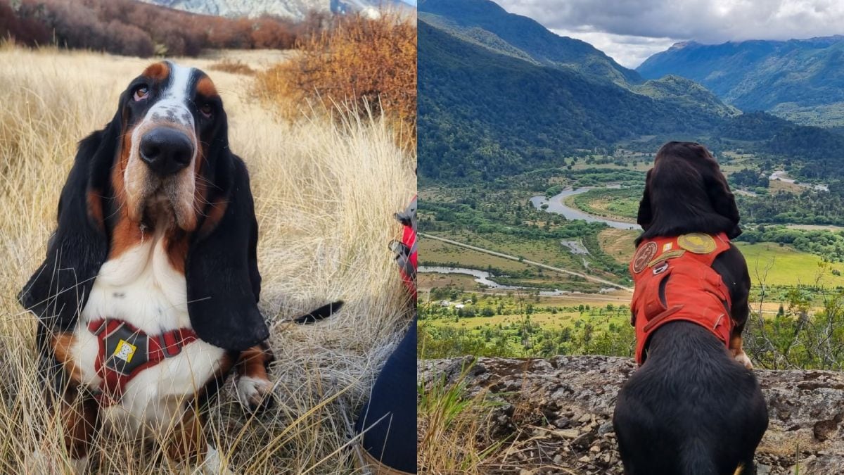 El perro que ayuda a científicos a rastrear especies en la Patagonia