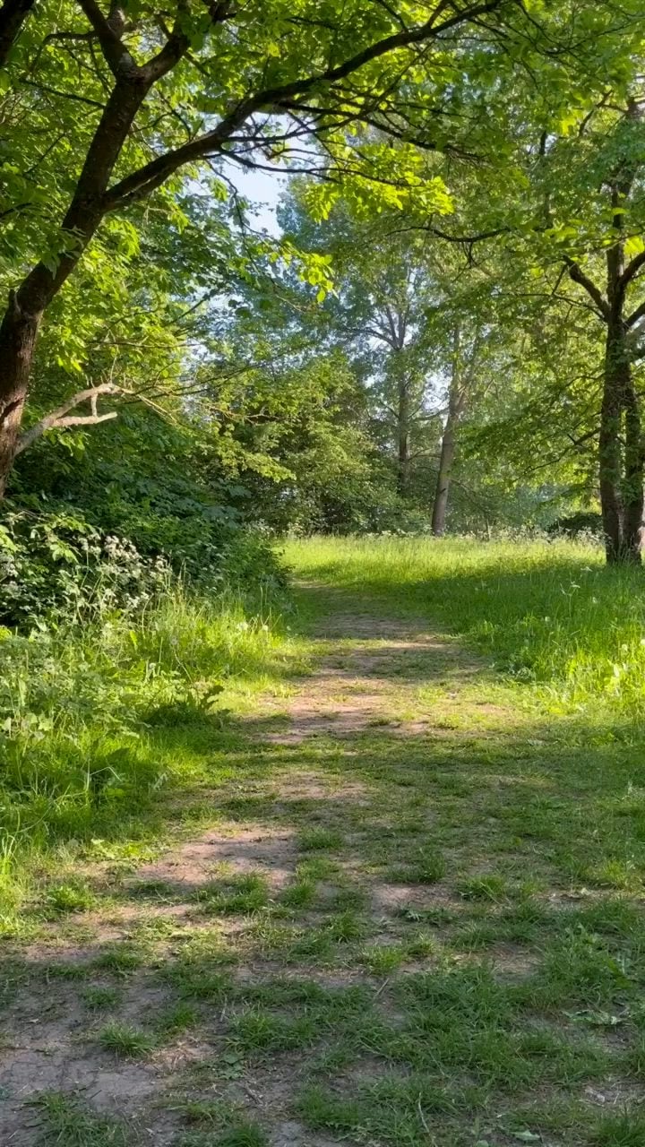 Cómo practicar el baño de bosque y qué beneficios tiene para el cuerpo