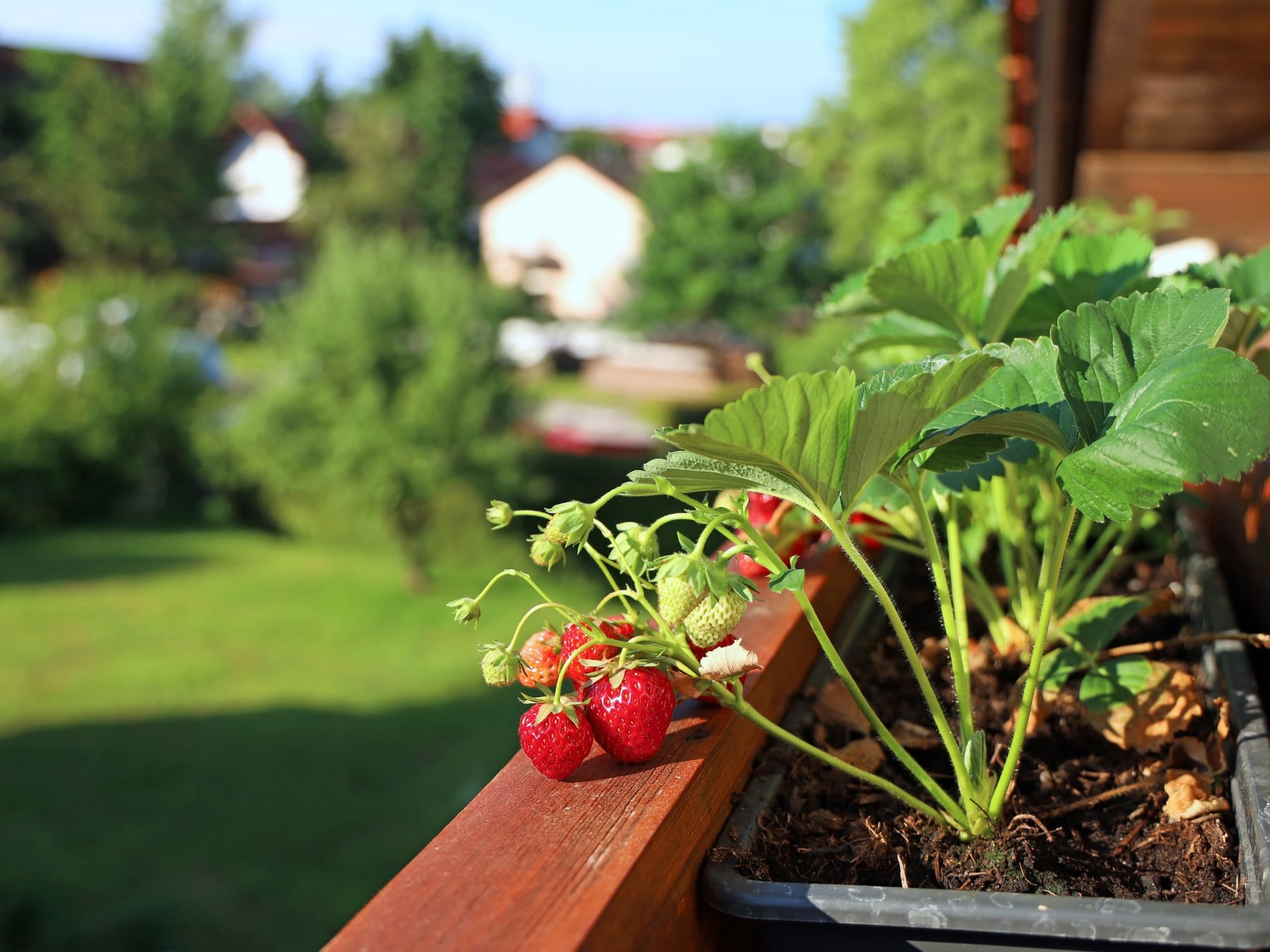 La huerta de primavera permite combinar alimentos y plantas ornamentales en un mismo espacio