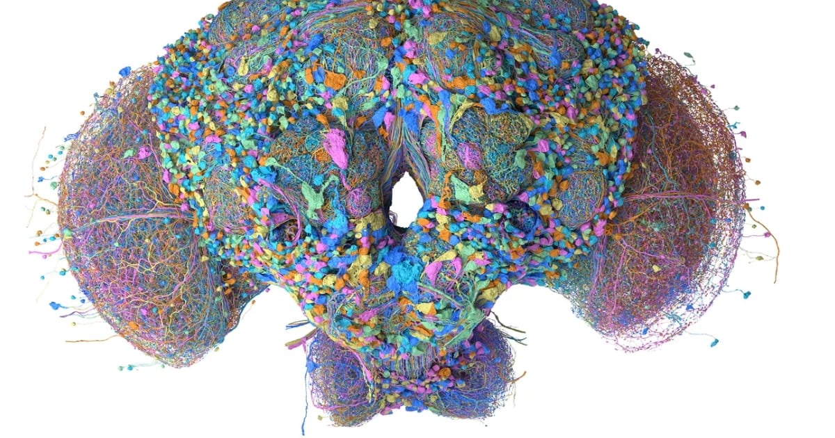 Usaron un mapa neuronal de mosca para clasificar correos y controlar videojuegos