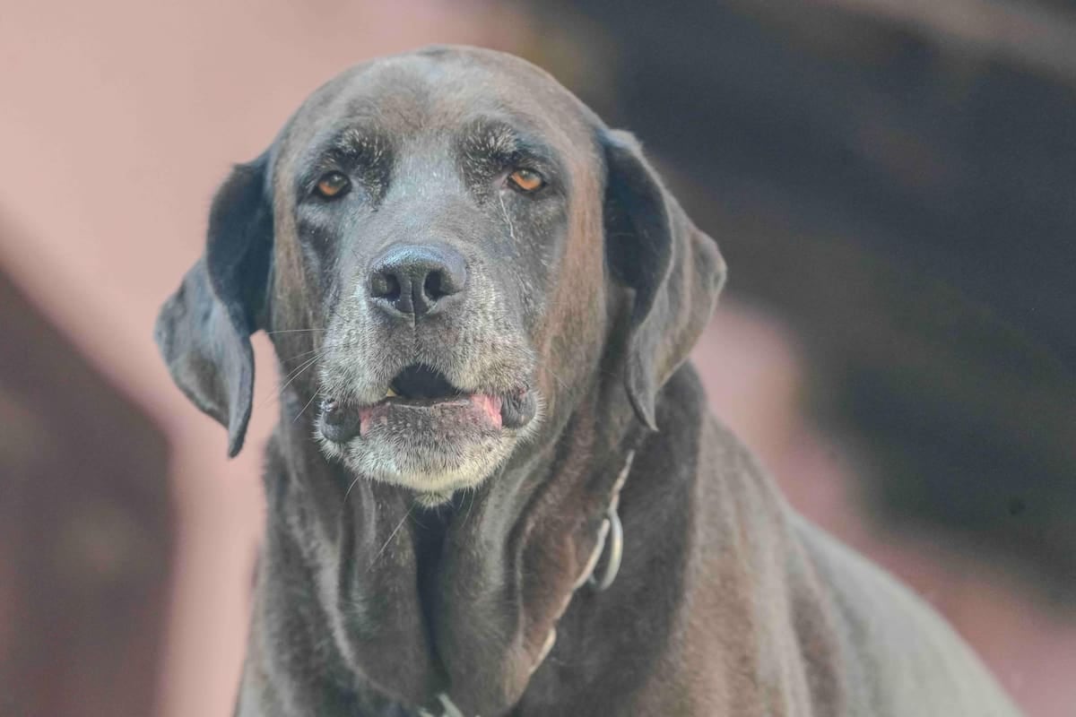 El Chaltén: el registro de mascotas cuesta 20 módulos y la patente anual, 15